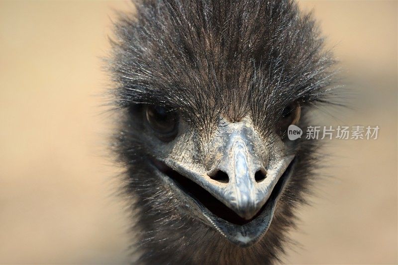 Emu -滑稽的脸